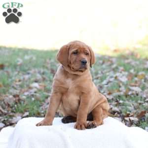 Jupiter, Fox Red Labrador Retriever Puppy